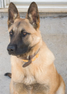 belgian-malinois