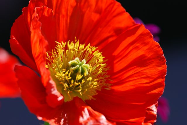 pinterest image poppy