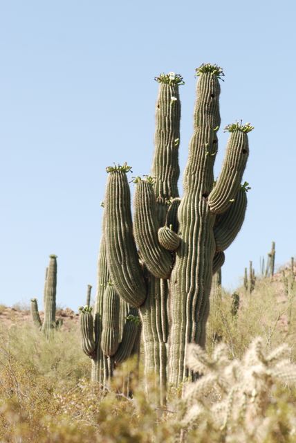 saguaros