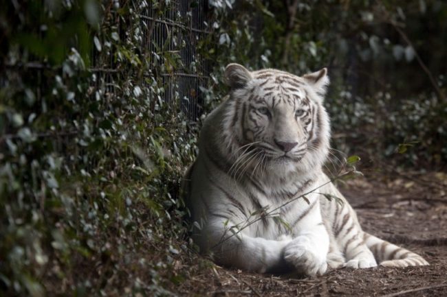 white tiger